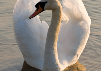 Swan on Astbury Mere
