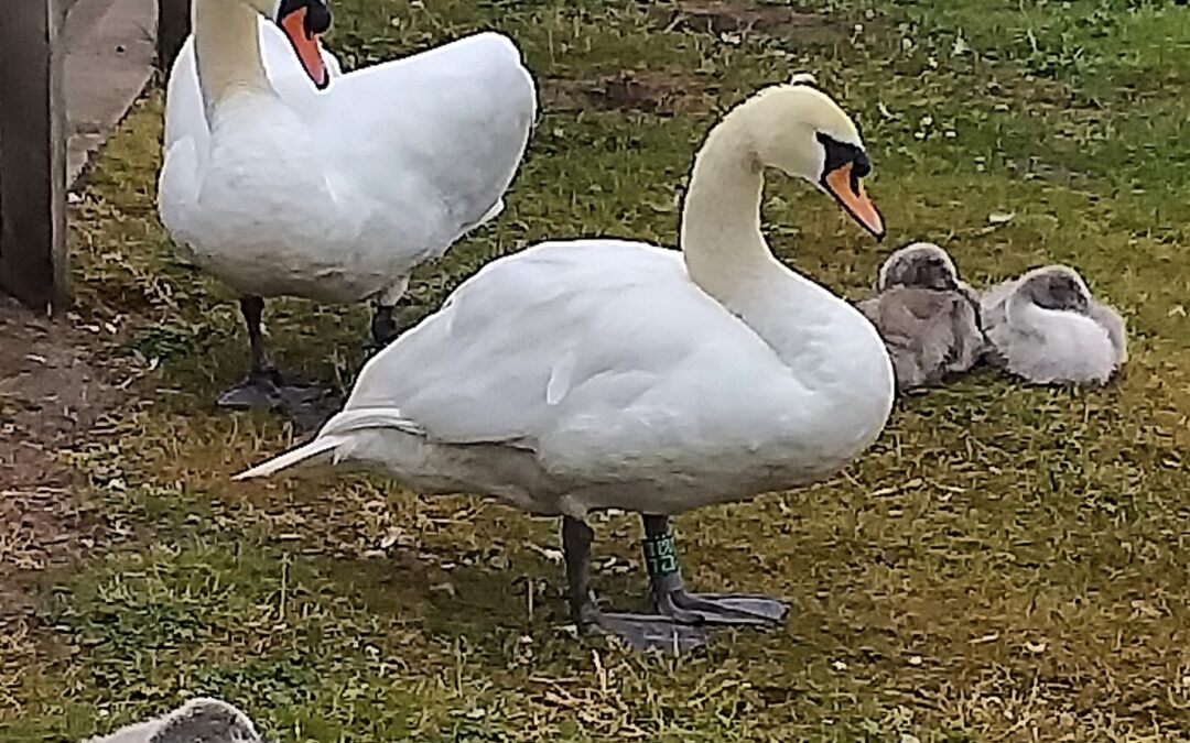 Question: What Happens when Swans Breed?